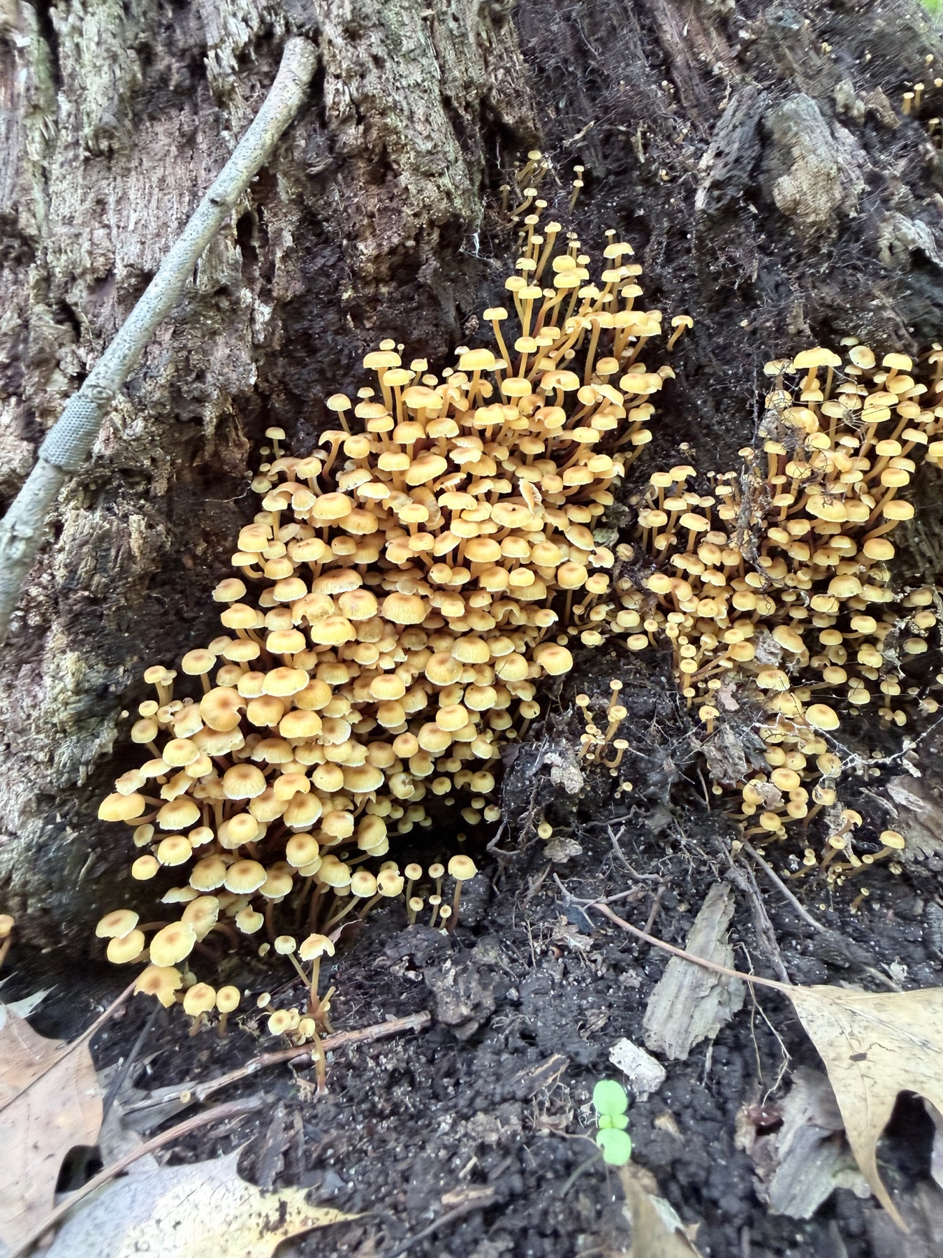 Omphale de Kauffman (Xeromphalina kauffmanii)