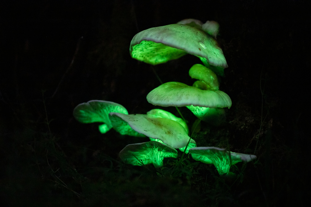 Omphalotus nidiformis (Omphalotus nidiformis)