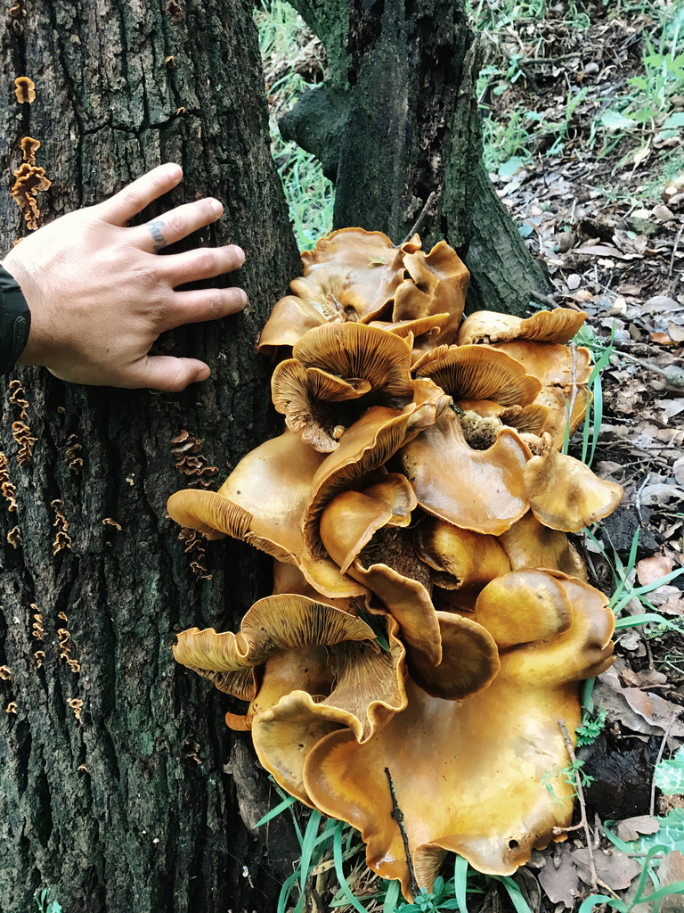 Omphalotus olivascens (Omphalotus olivascens)