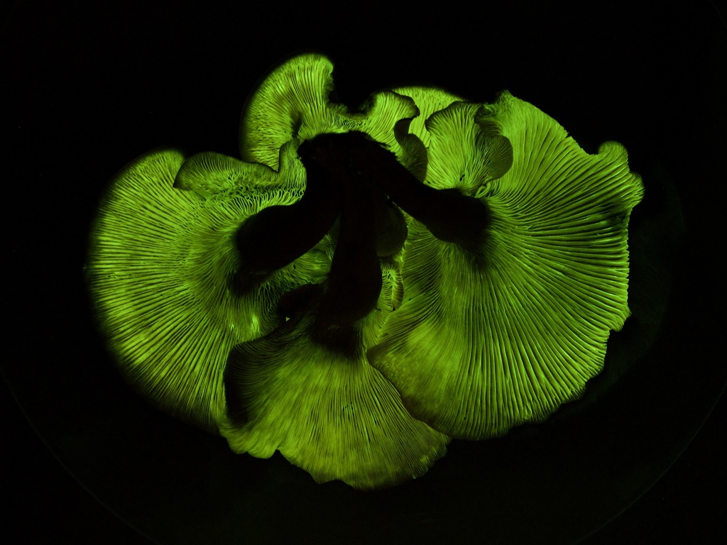 Omphalotus subilludens (Omphalotus subilludens)
