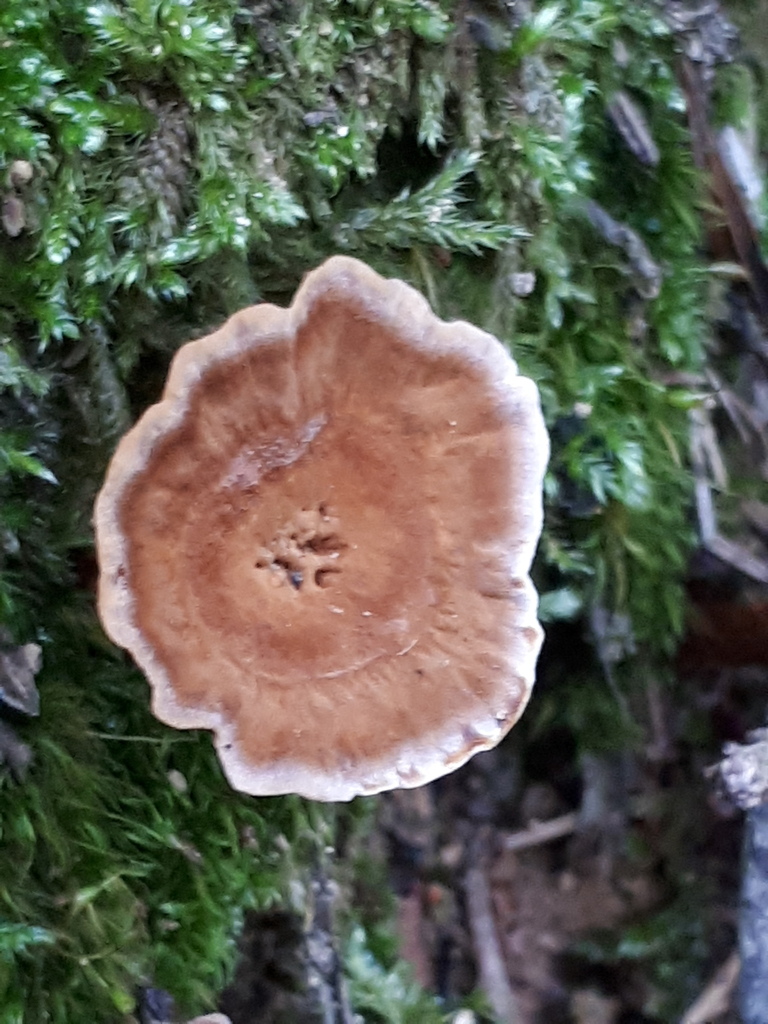 Onnie tomenteuse (Onnia tomentosa)