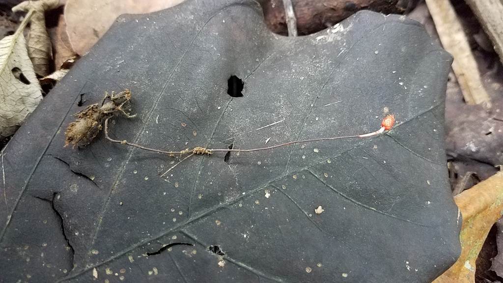 Ophiocordyceps austral (Ophiocordyceps australis)