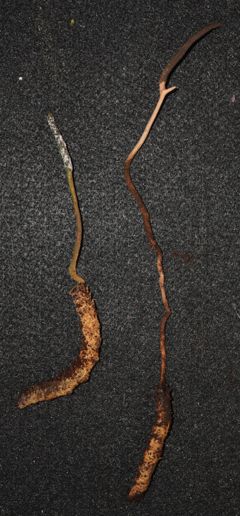 Ophiocordyceps de Roberts (Ophiocordyceps robertsii)
