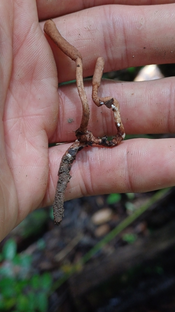 Ophiocordyceps des cigales (Ophiocordyceps sobolifera)