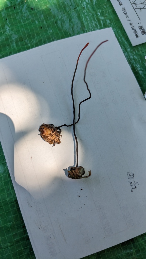 Ophiocordyceps des punaises (Ophiocordyceps nutans)