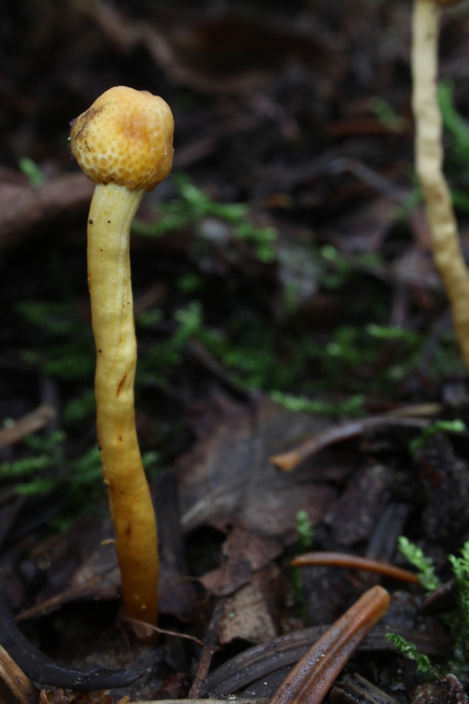 Ophiocordyceps gracile (Ophiocordyceps gracilis)