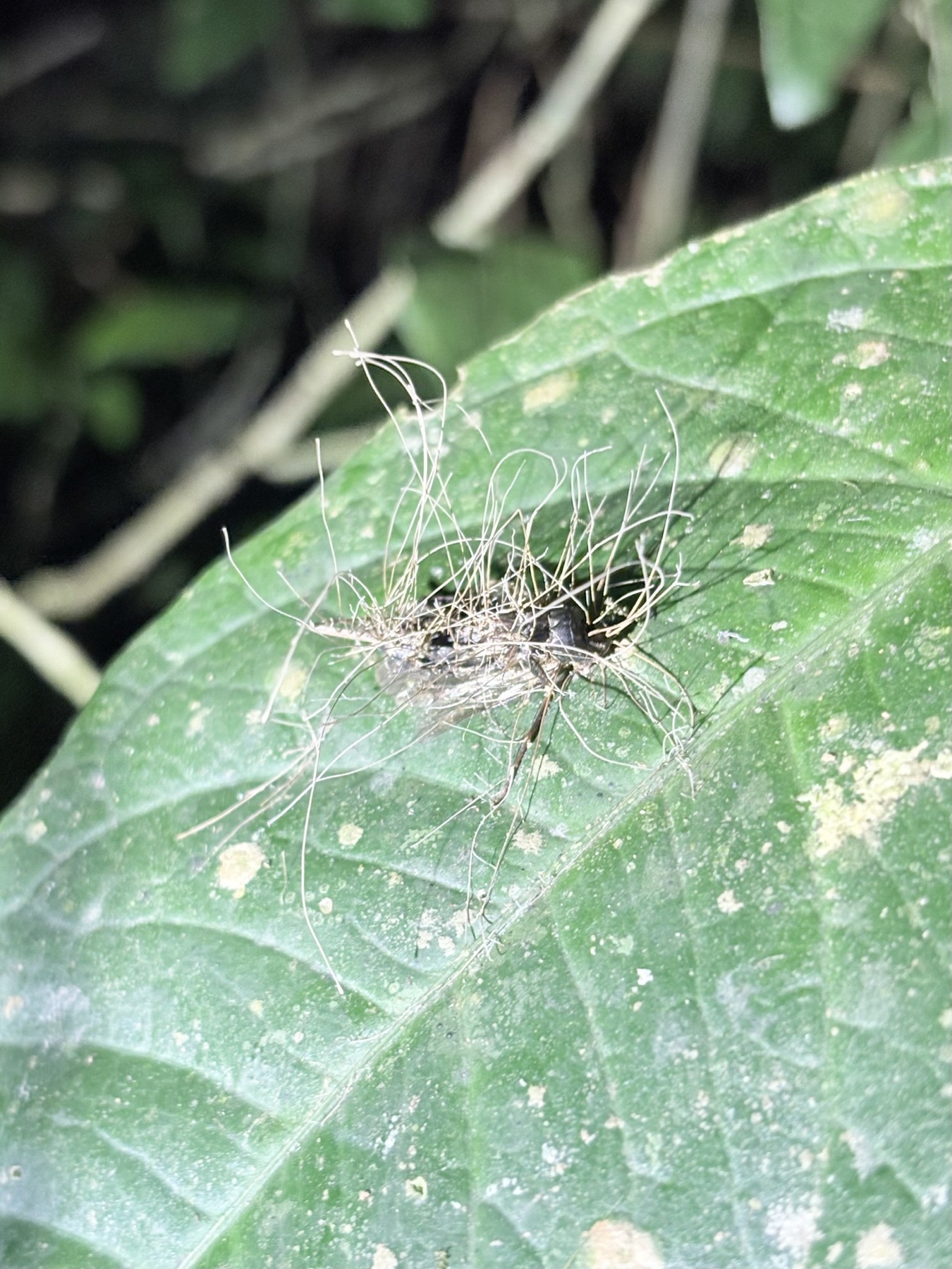 Ophiocordyceps humbertii (Ophiocordyceps humbertii)