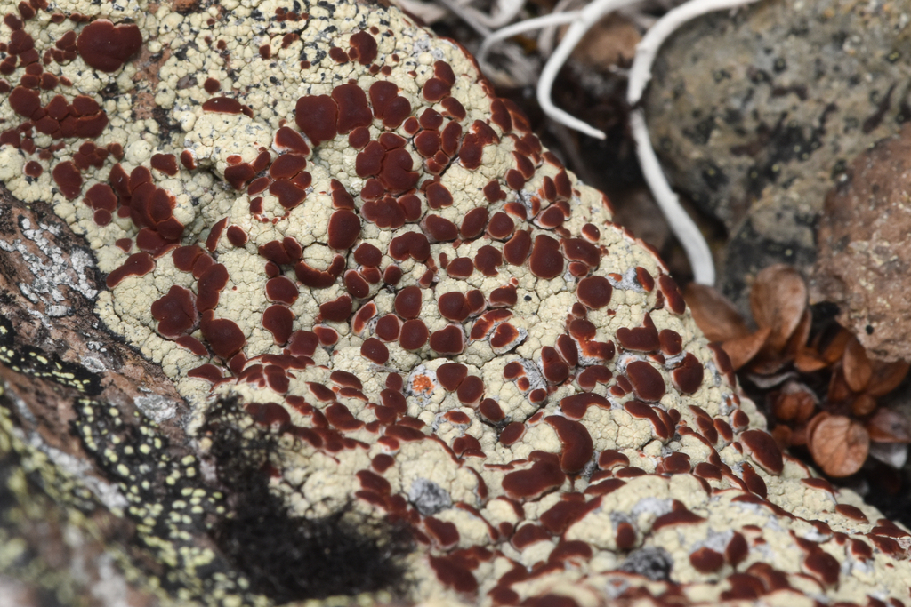 Ophioparma ventosa (Ophioparma ventosa)