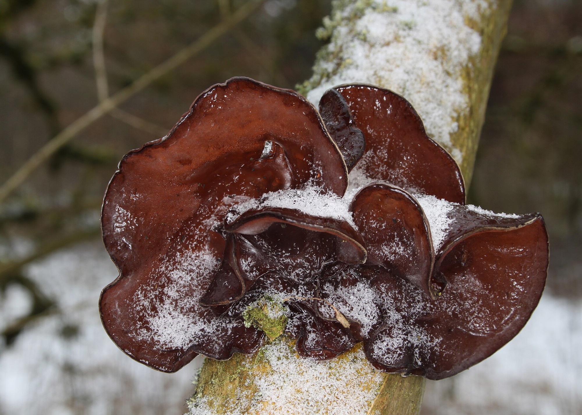 Oreille-de-Judas (Auricularia auricula-judae)