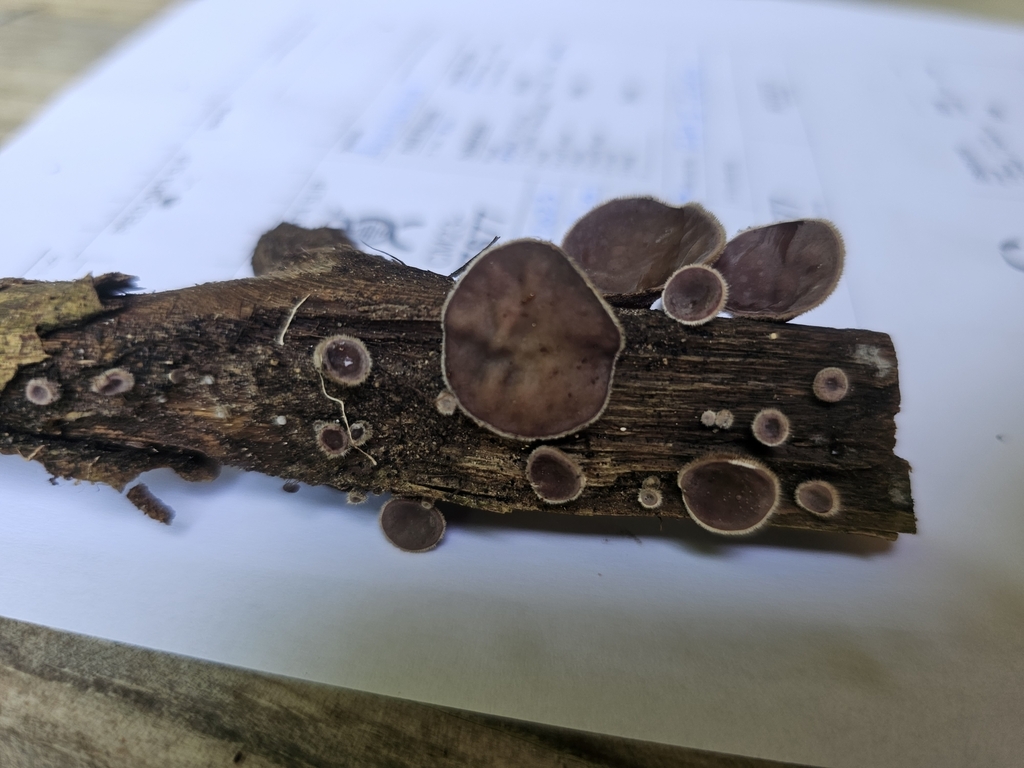 Oreille des bois tropicale (Auricularia cornea)