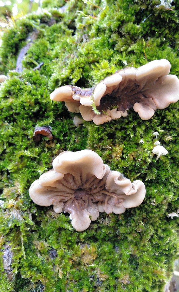 Oreille mésentérique (Auricularia mesenterica)