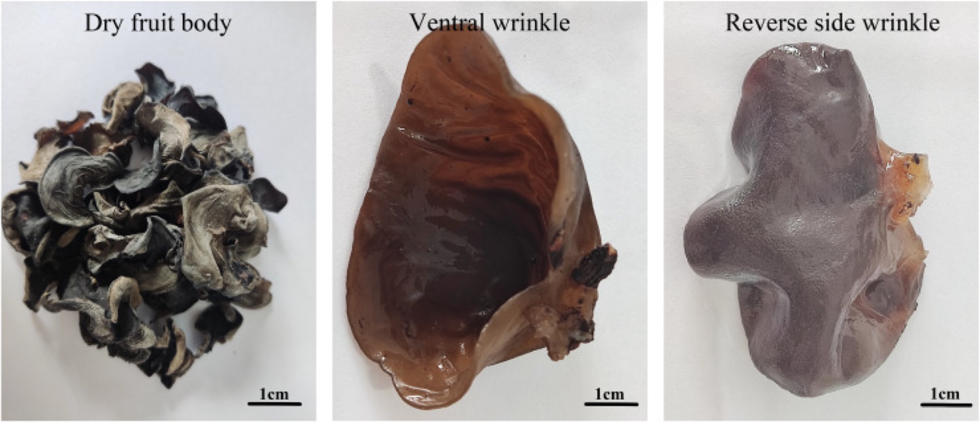 Oreille noire chinoise (Auricularia heimuer)