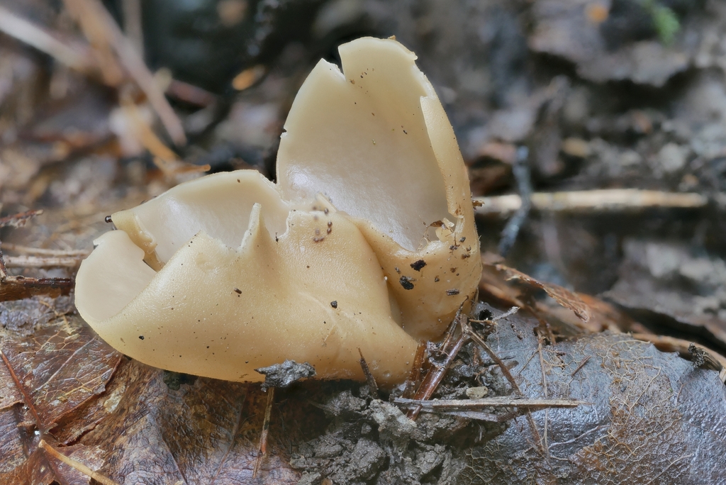 Otide couleur de cuir (Otidea alutacea)