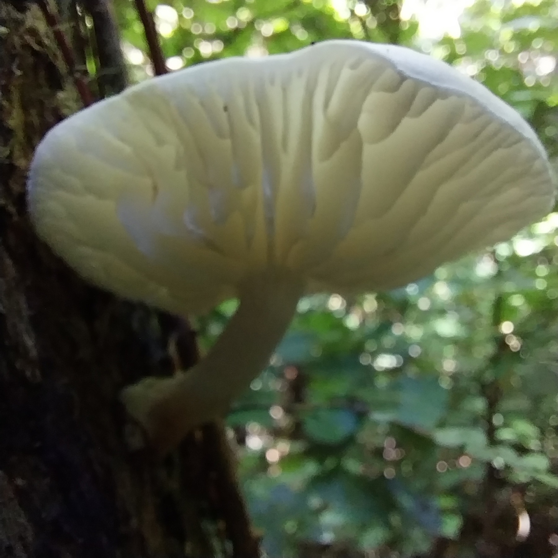 Oudemansiella australis (Oudemansiella australis)