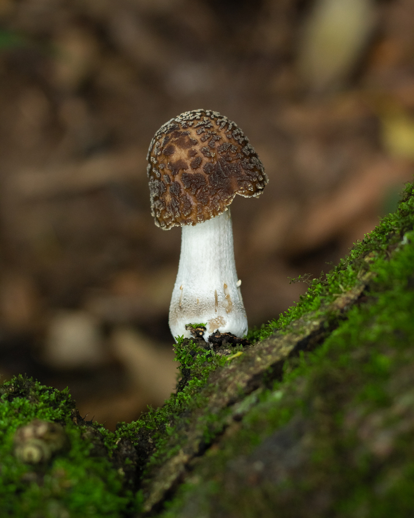 Oudemansiella cubensis (Oudemansiella cubensis)