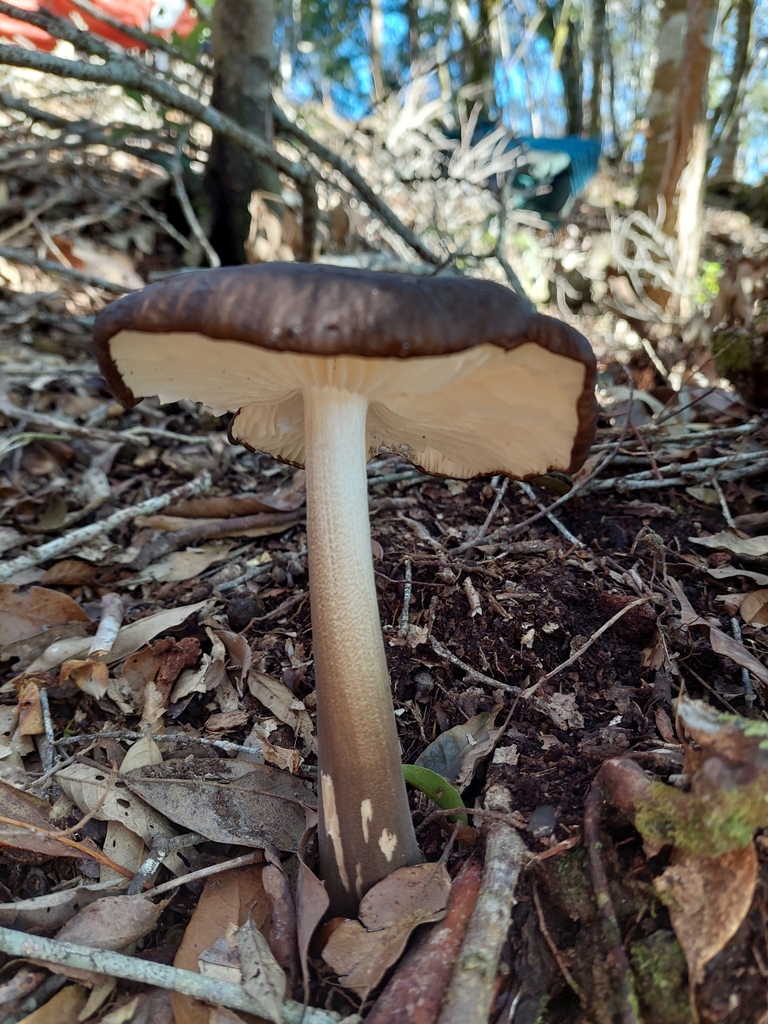 Oudemansielle radicante d’Asie (Oudemansiella raphanipes)