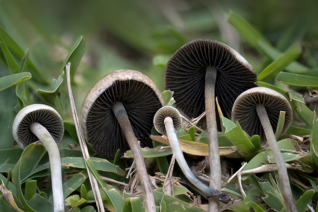 Panéole bleuissant (Panaeolus cyanescens)