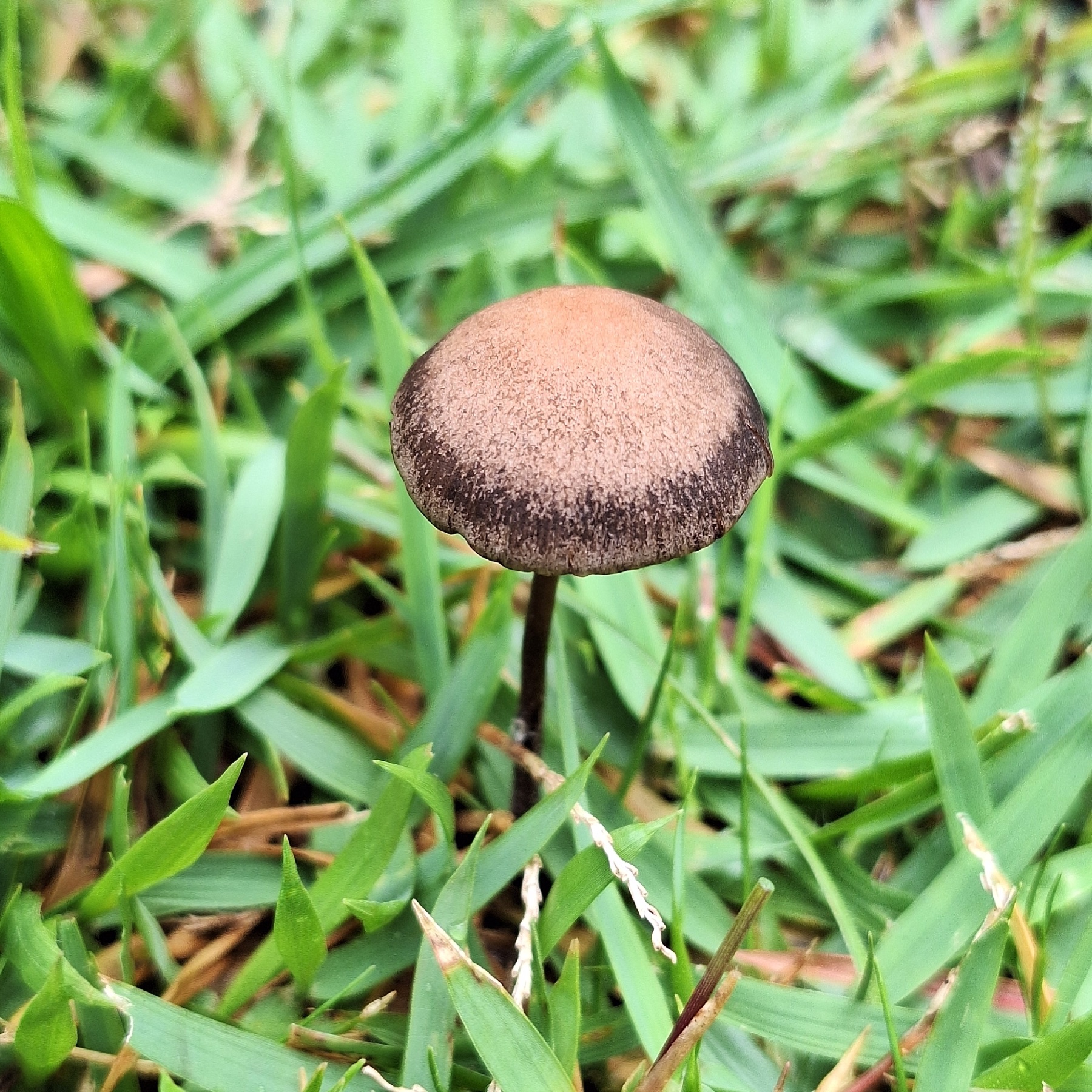Panaeolus cinctulus (Panaeolus cinctulus)