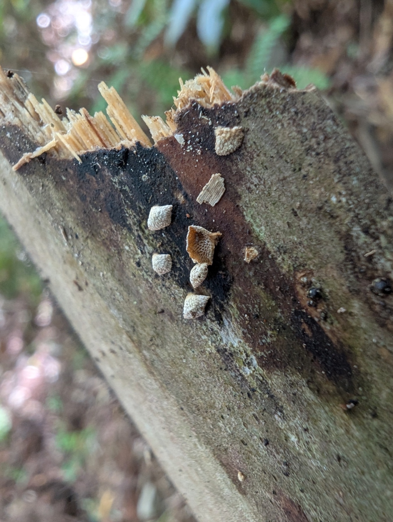 Panellus pusillus (Panellus pusillus)