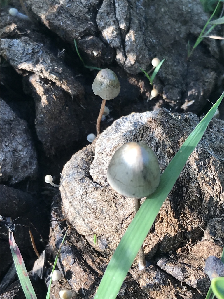 Panéole papilionacé (Panaeolus papilionaceus)
