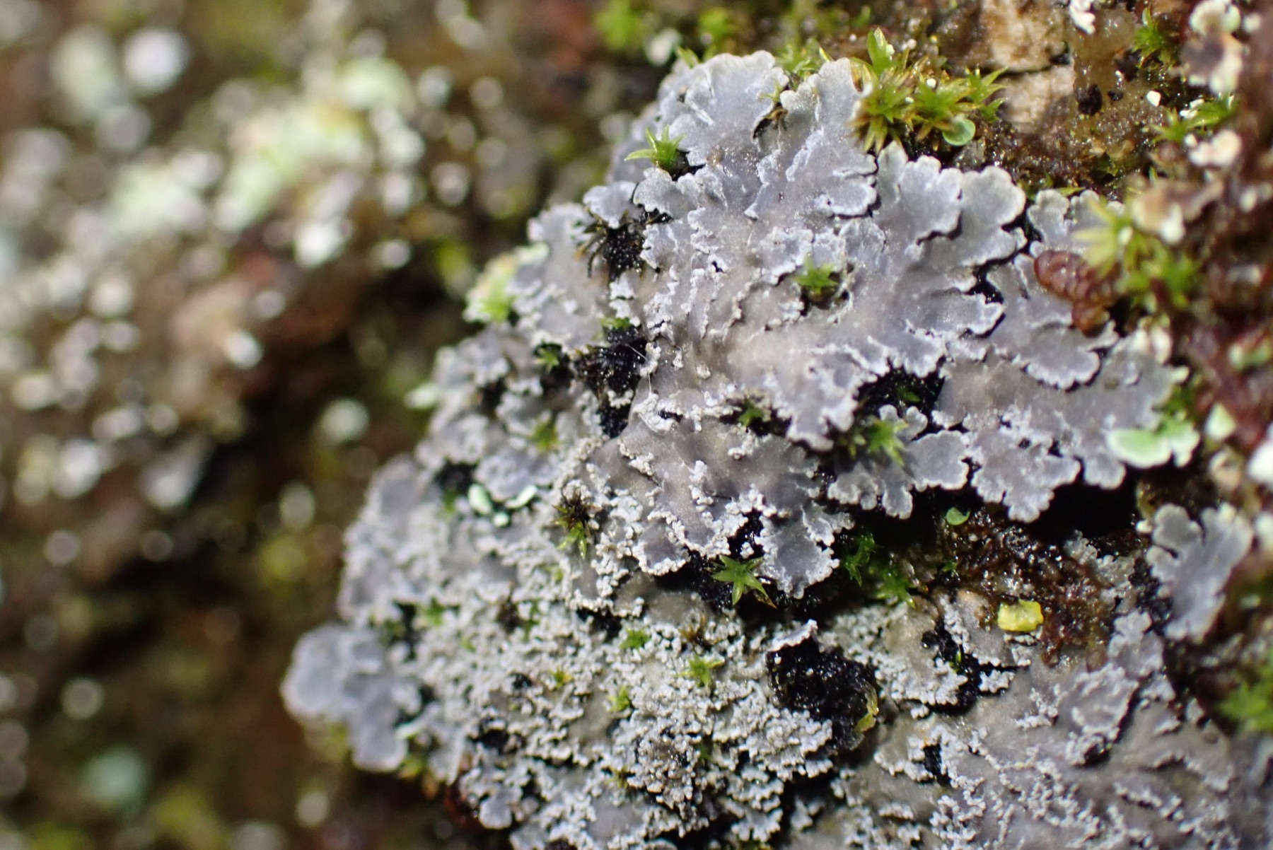 Pannaria conoplea (Pannaria conoplea)