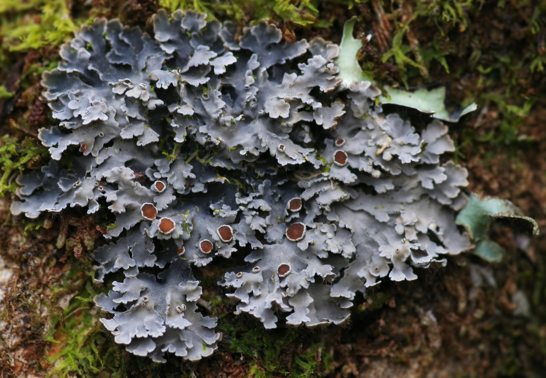 Pannaria rubiginosa (Pannaria rubiginosa)