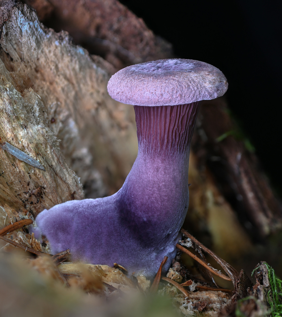 Panus en éventail (Panus conchatus)