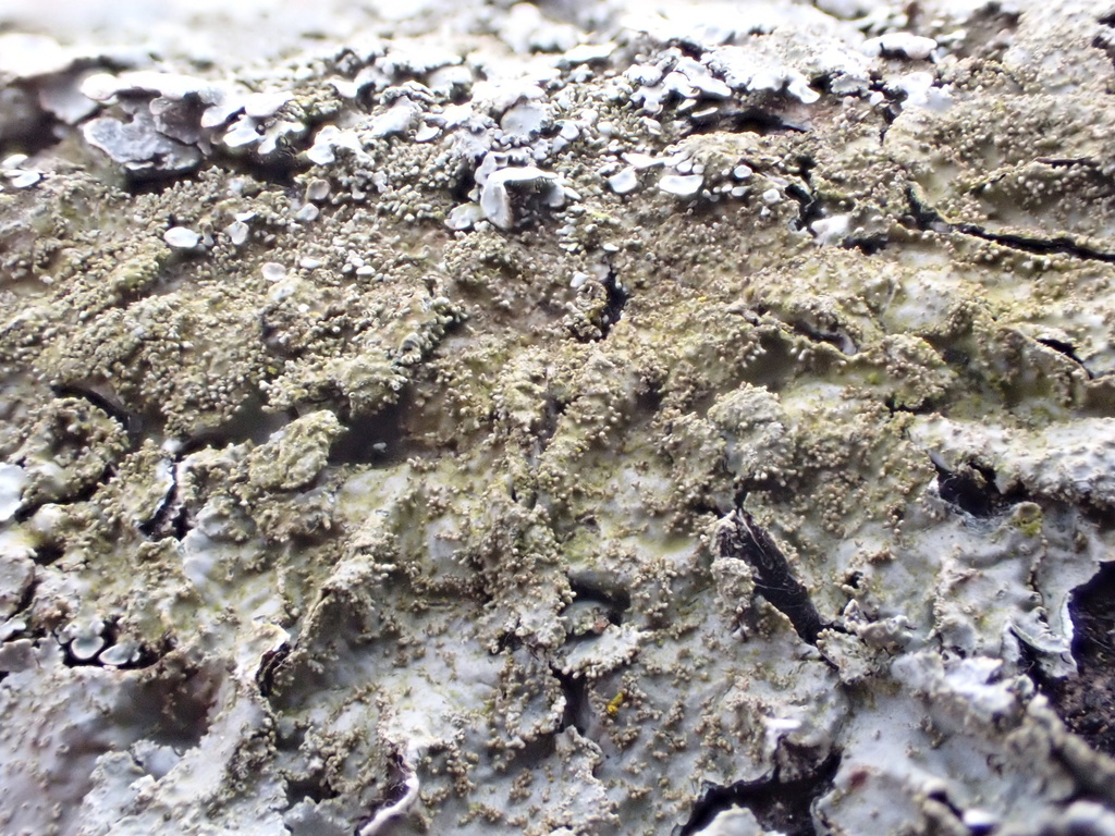 Parmélie des rochers (Parmelia saxatilis)
