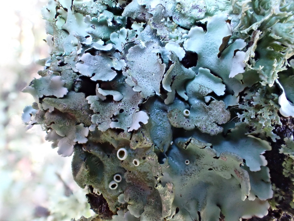 Parmélie du tilleul (Parmelina tiliacea)