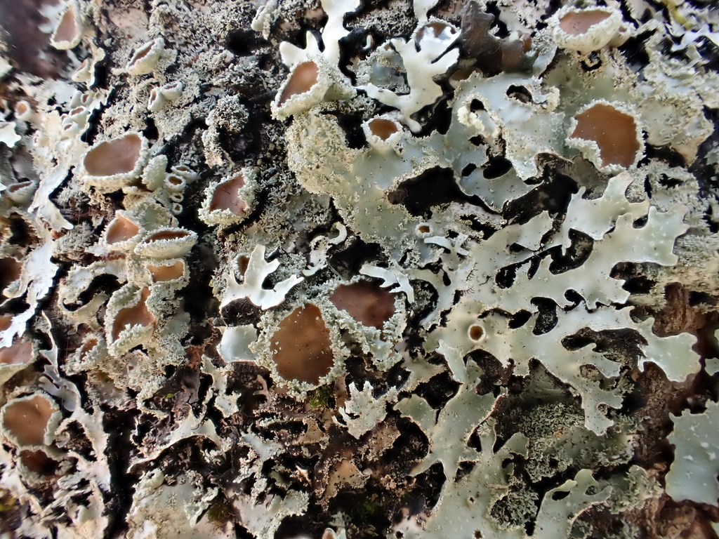 Parmélie squarreuse (Parmelia squarrosa)
