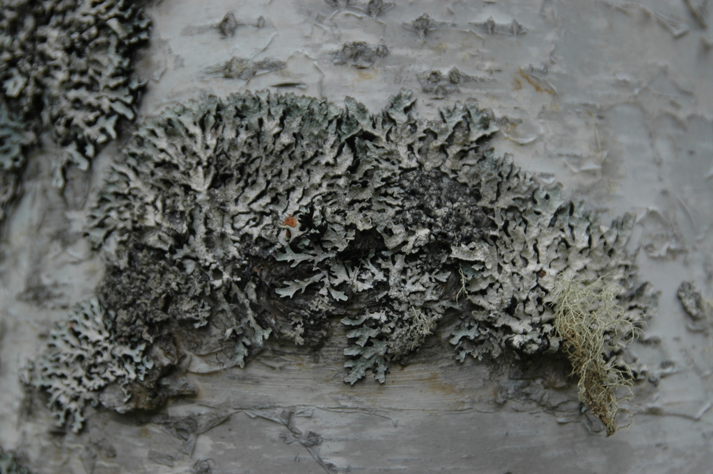 Parmélie striée (Parmelia sulcata)