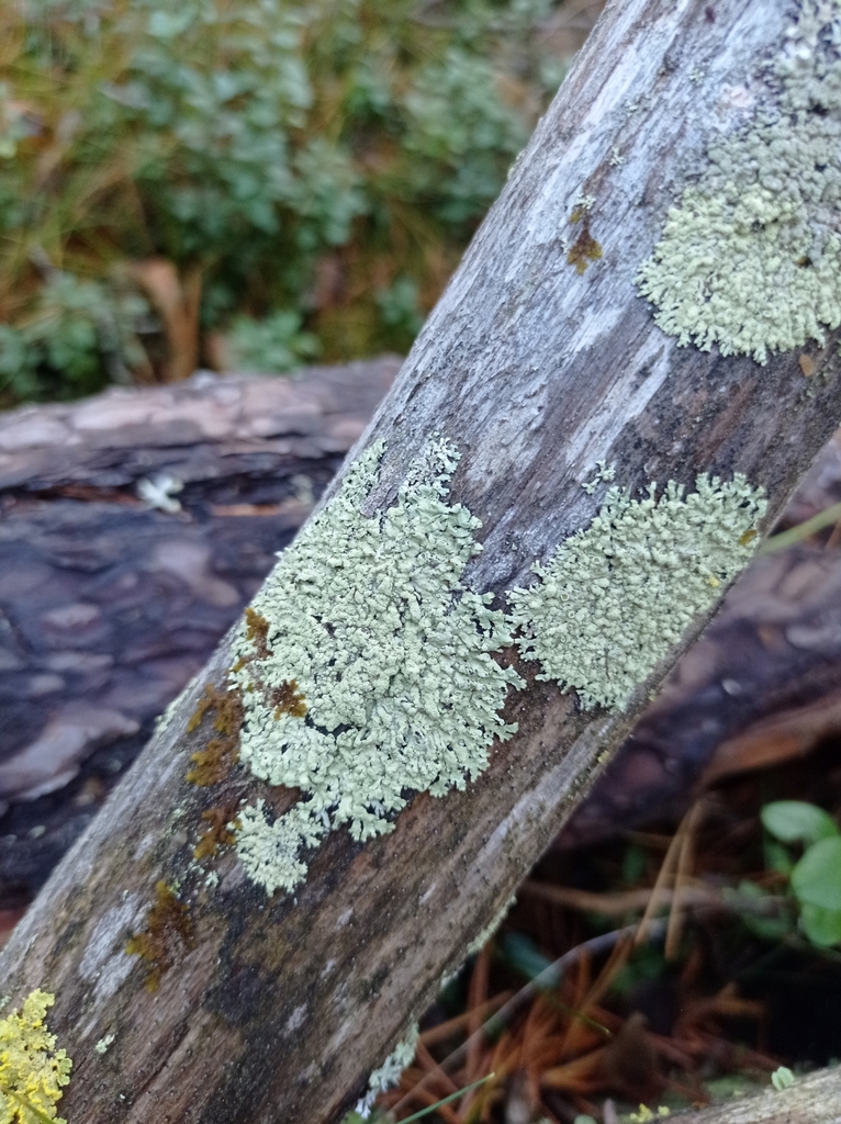 Parméliopse ambiguë (Parmeliopsis ambigua)