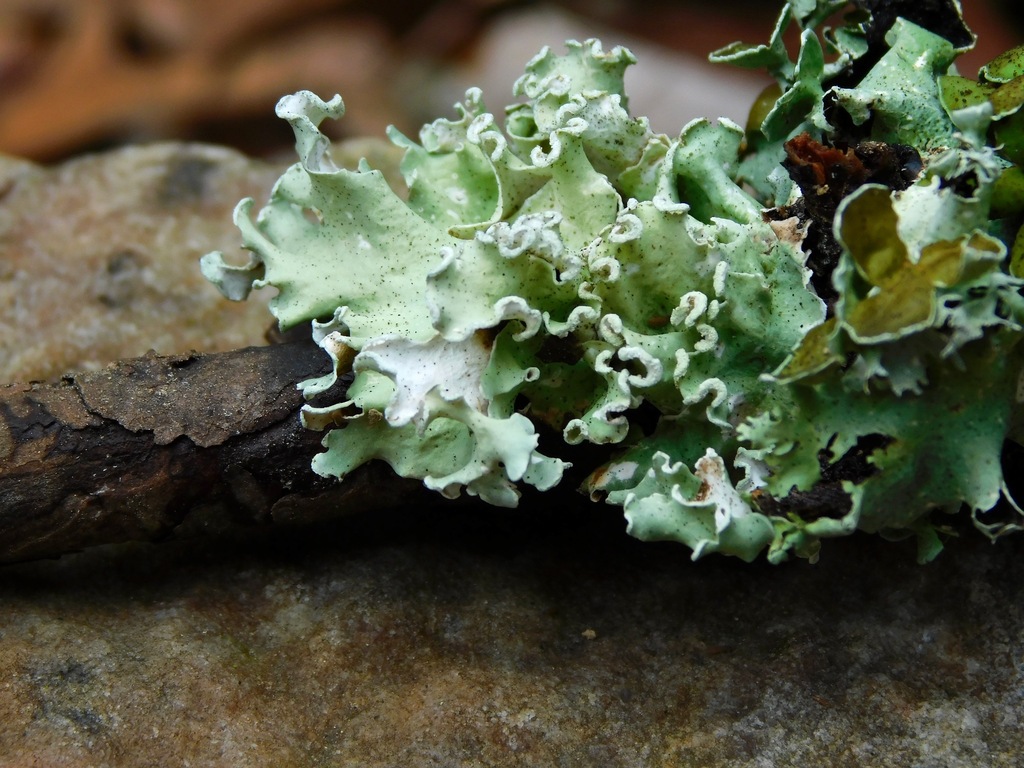 Parmotrema austrosinense (Parmotrema austrosinense)