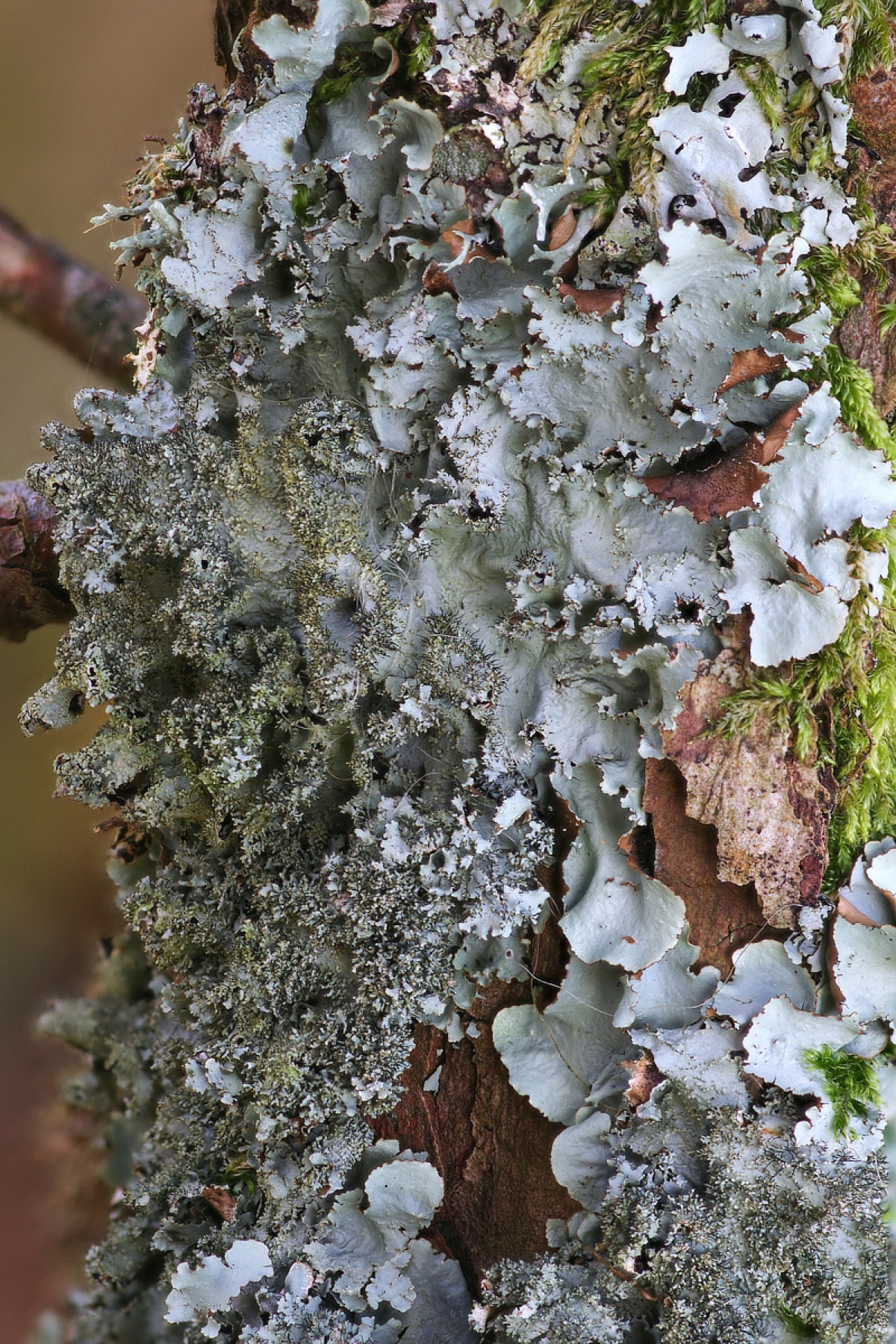 Parmotrema crinitum (Parmotrema crinitum)