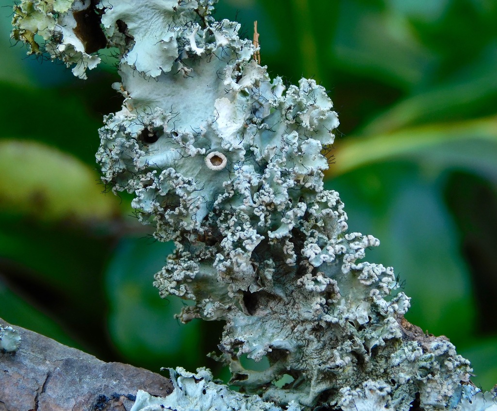 Parmotrema hypotropum (Parmotrema hypotropum)