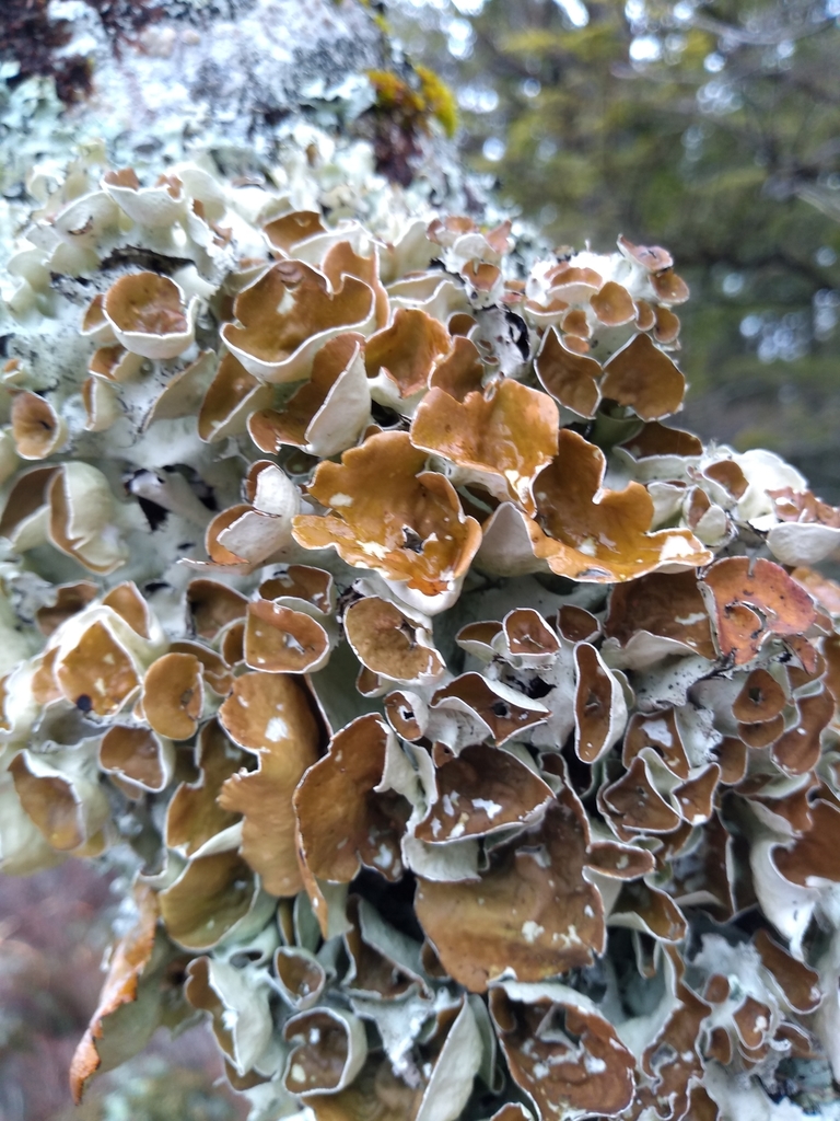 Parmotrema perforatum (Parmotrema perforatum)