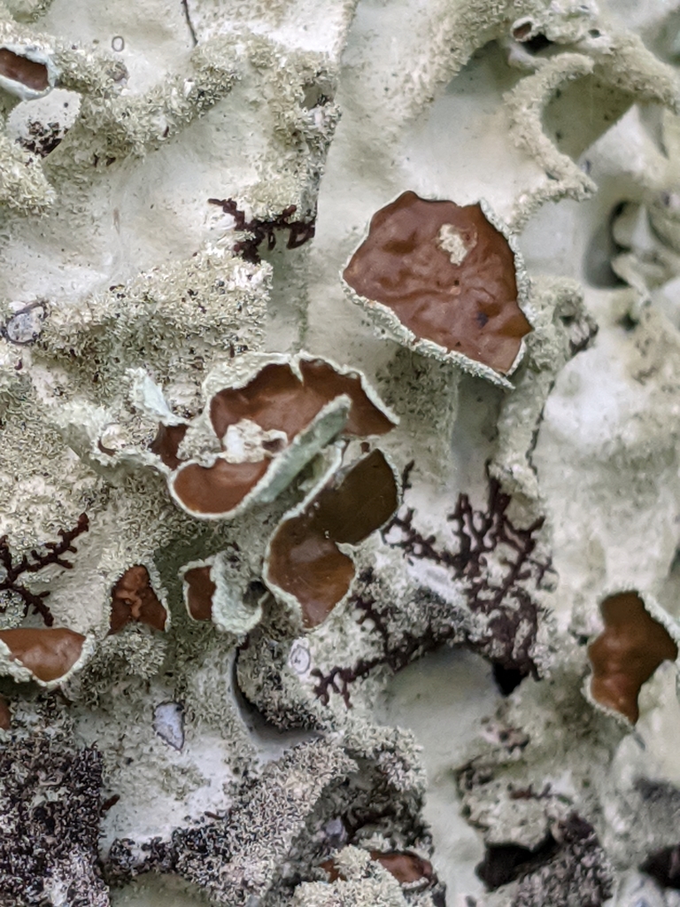 Parmotrema tinctorum (Parmotrema tinctorum)