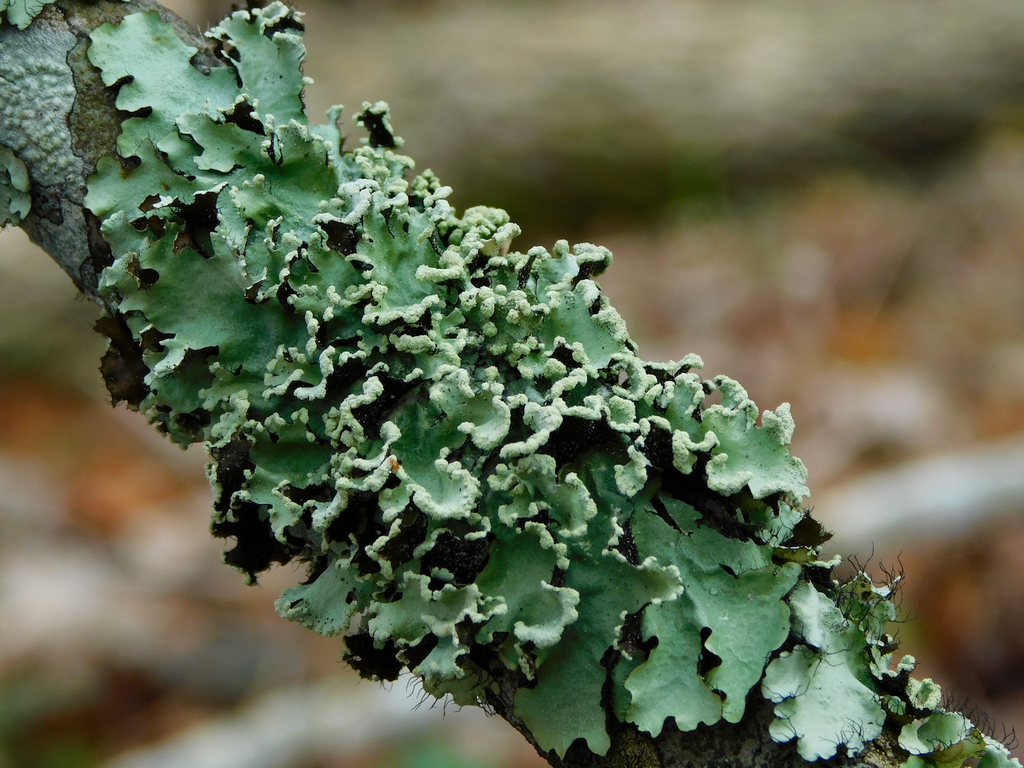 Parmotrème réticulé (Parmotrema reticulatum)
