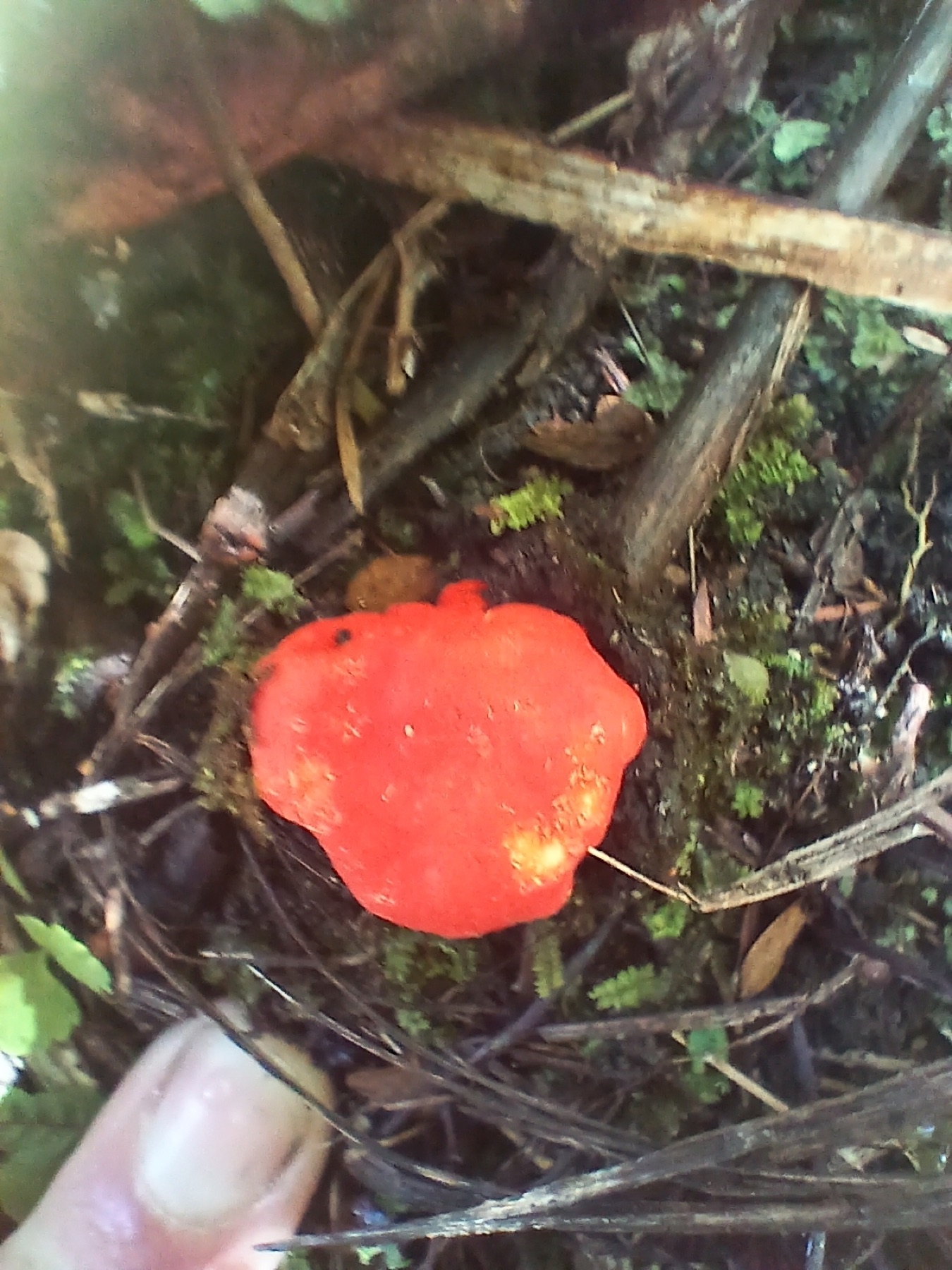 Paurocotylis pila (Paurocotylis pila)