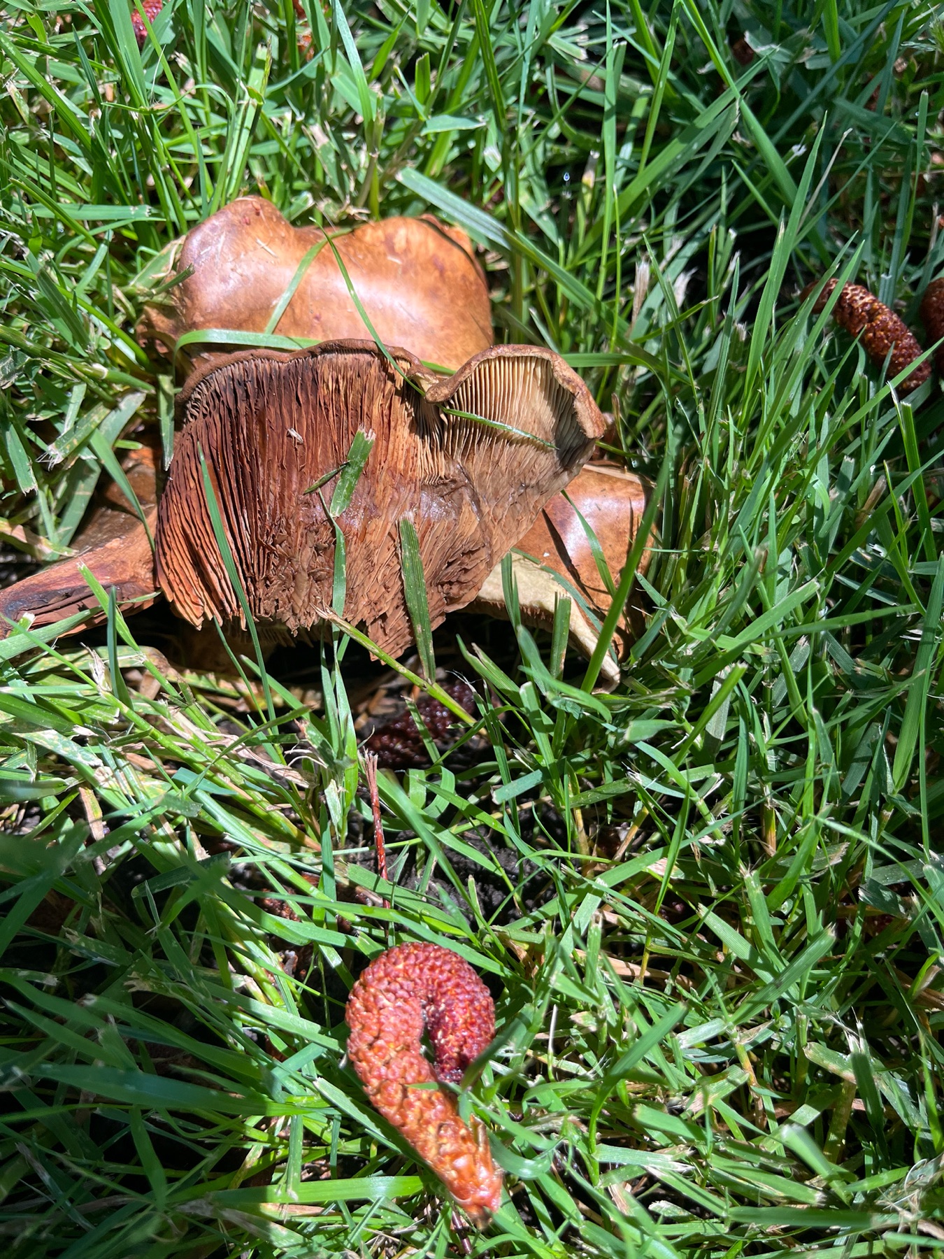 Paxille cuivré (Paxillus cuprinus)