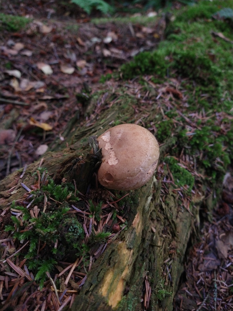 Paxille enroulé (Paxillus involutus)