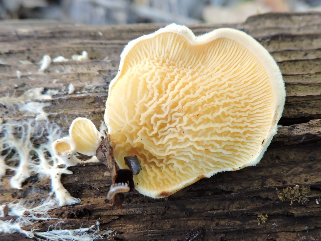 Paxille faux-pleurote (Tapinella panuoides)