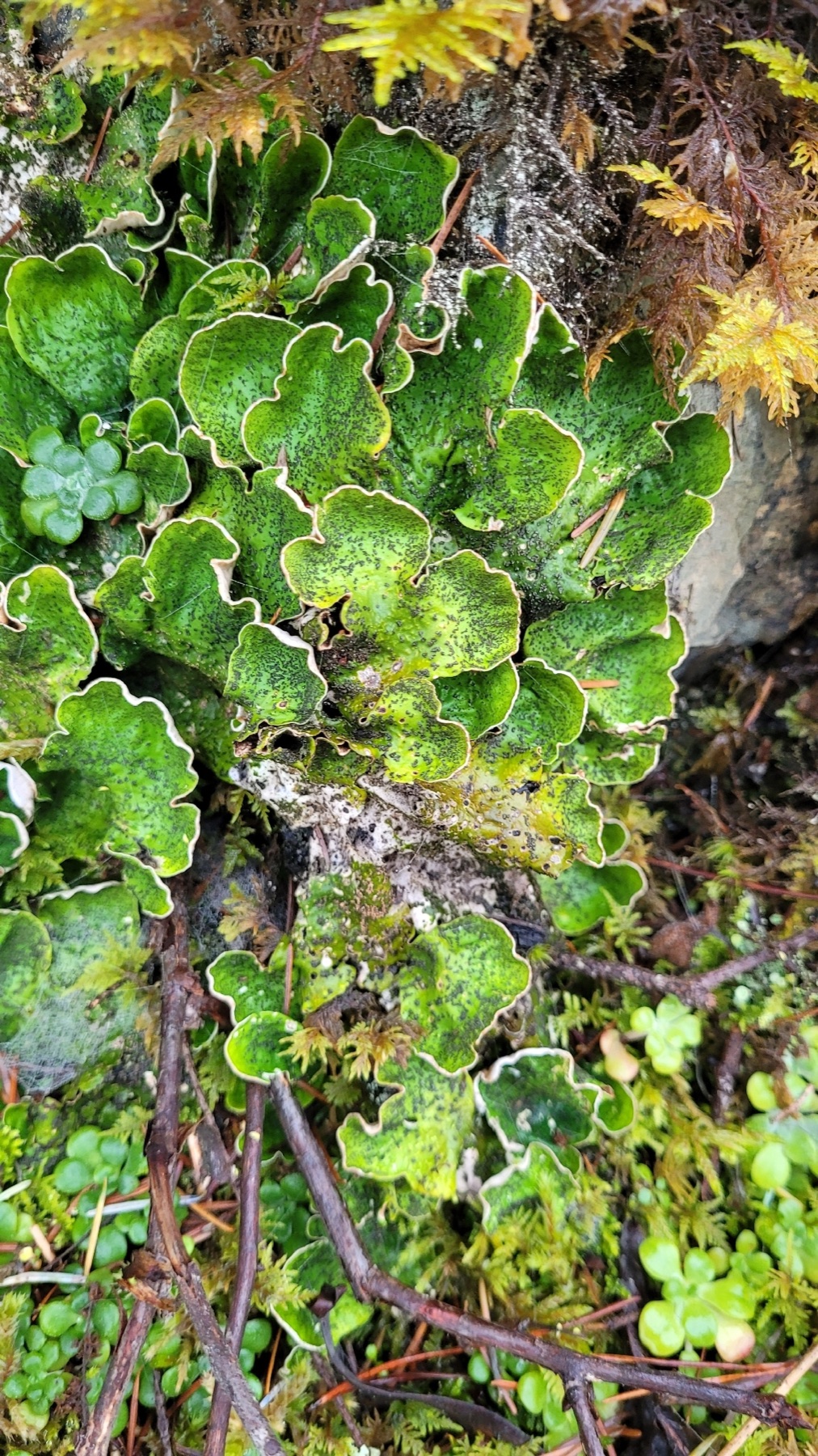 Peltigera britannica (Peltigera britannica)