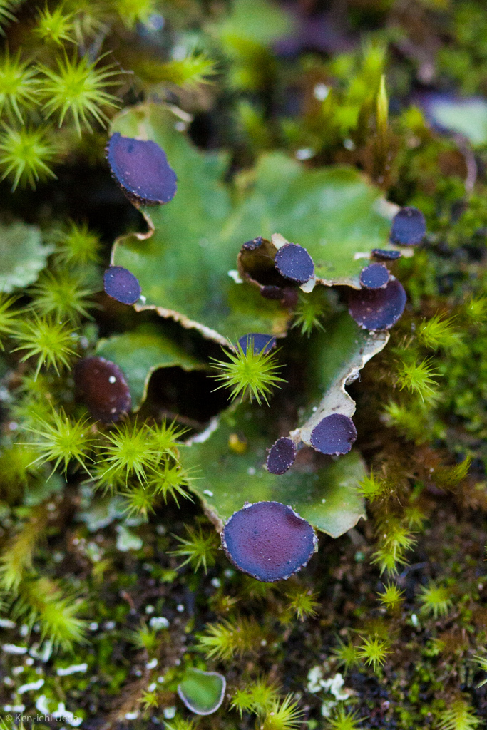 Peltigera venosa (Peltigera venosa)