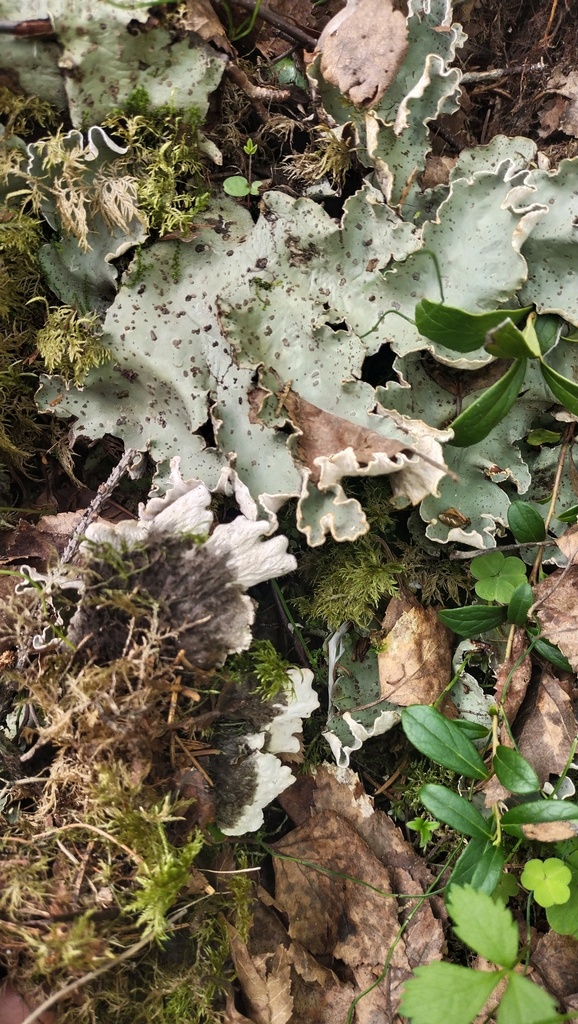 Peltigère à apothécies (Peltigera aphthosa)