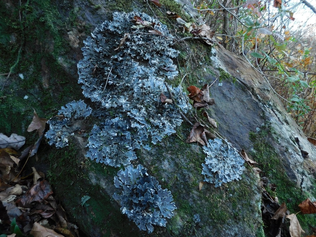 Peltigère à bordure (Peltigera praetextata)