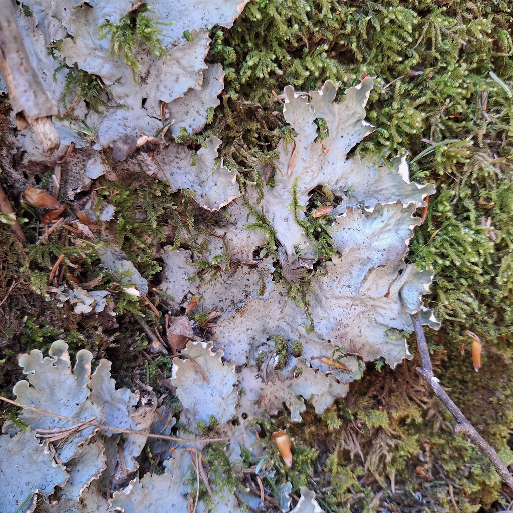 Peltigère à nervures blanches (Peltigera leucophlebia)