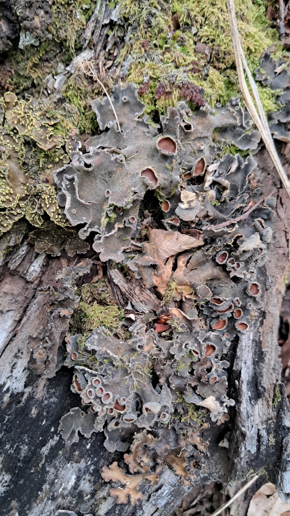 Peltigère à plusieurs fruits (Peltigera polydactylon)