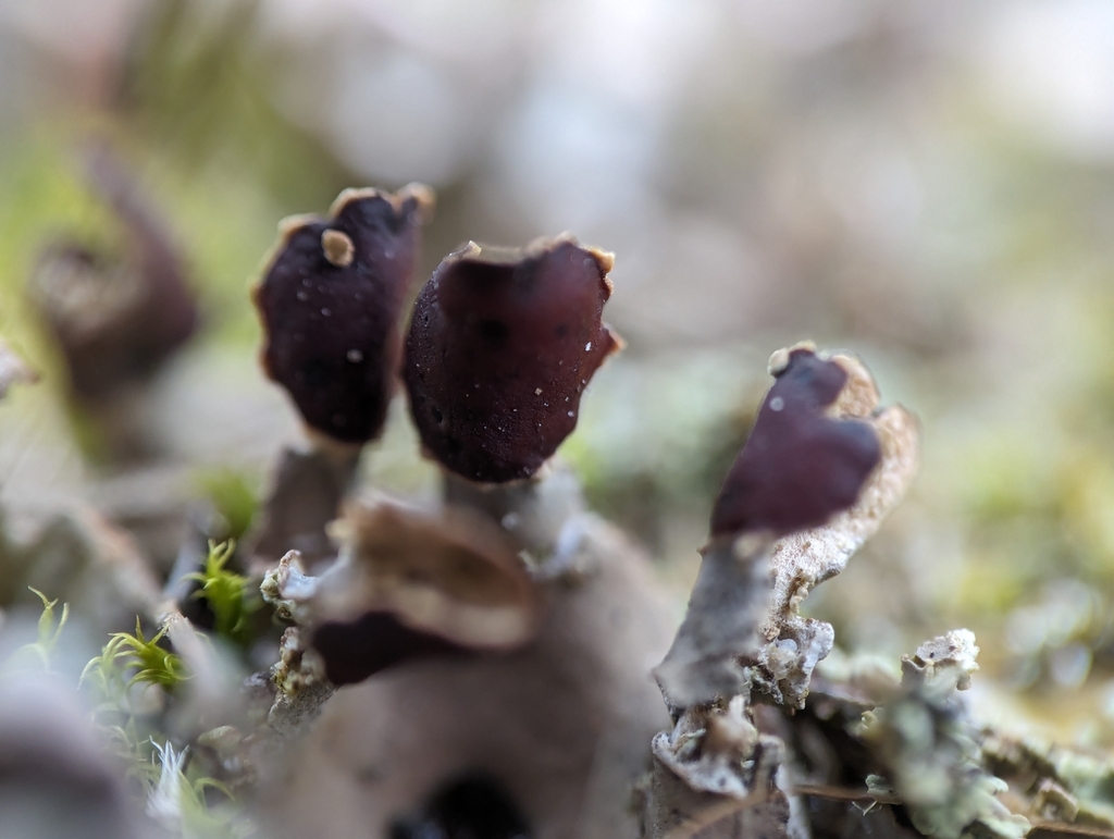 Peltigère des chiens (Peltigera canina)