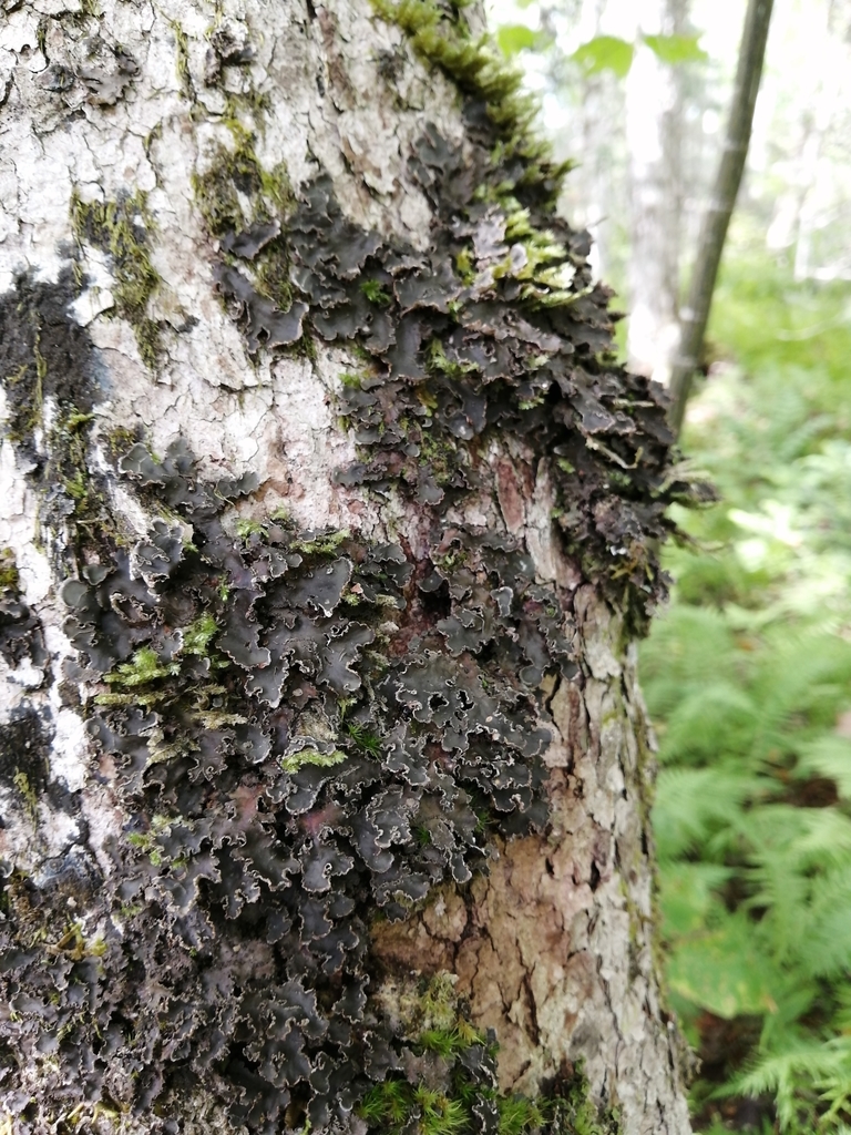 Peltigère des pentes (Peltigera collina)